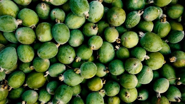 Плантация фейхоа абхазия