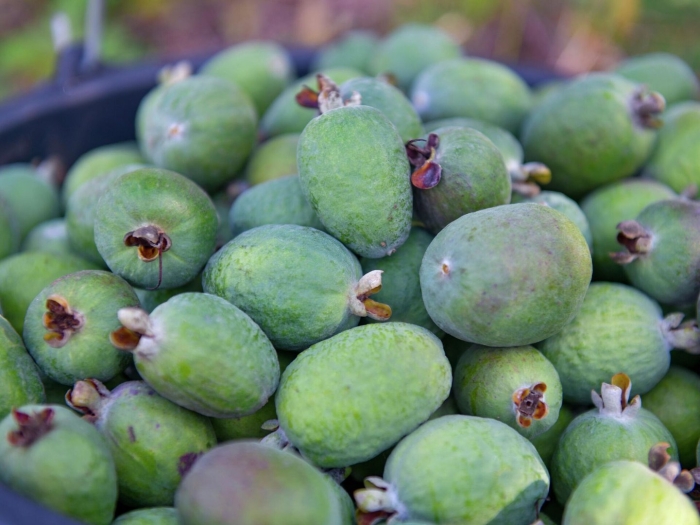 Фейхоа абхазия