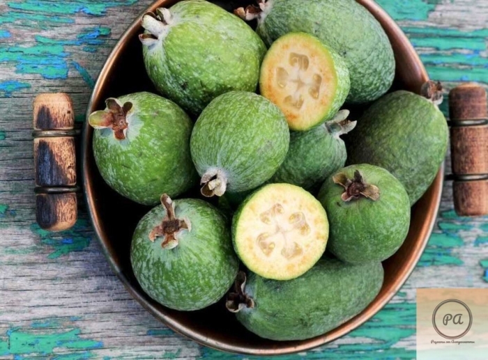 Фейхоа растение