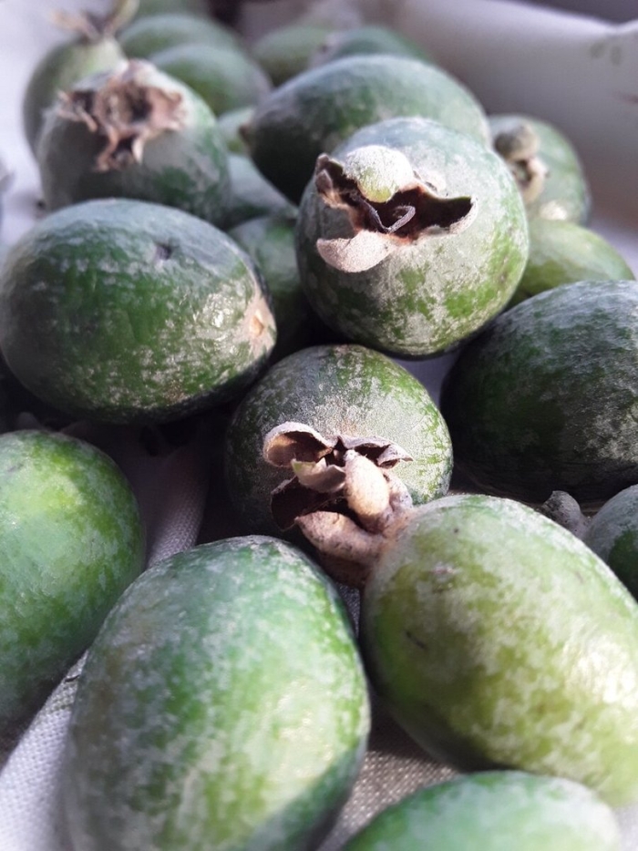 Зелёная ягода фейхоа