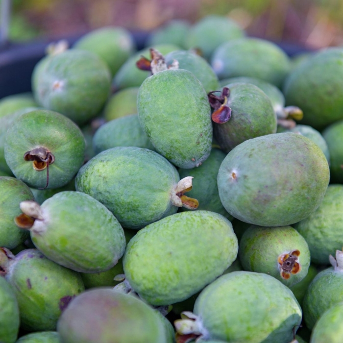 Ягода абхазии фейхоа