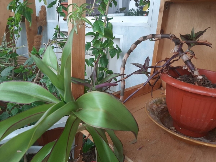 Каллизия душистая золотой ус