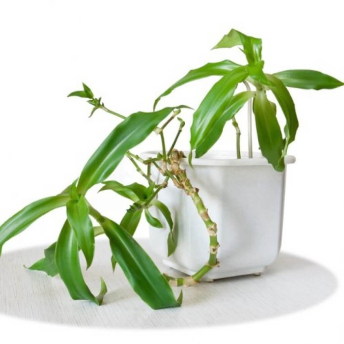 Каллизия душистая золотой ус