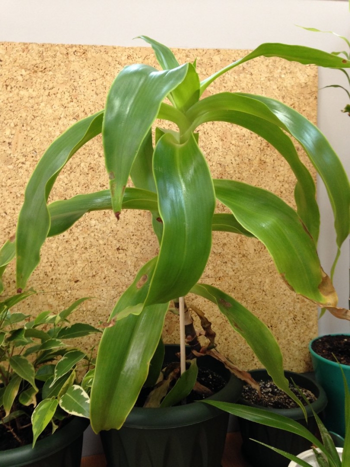 Каллизия душистая золотой ус