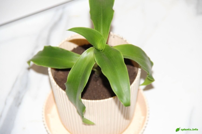 Каллизия душистая золотой ус