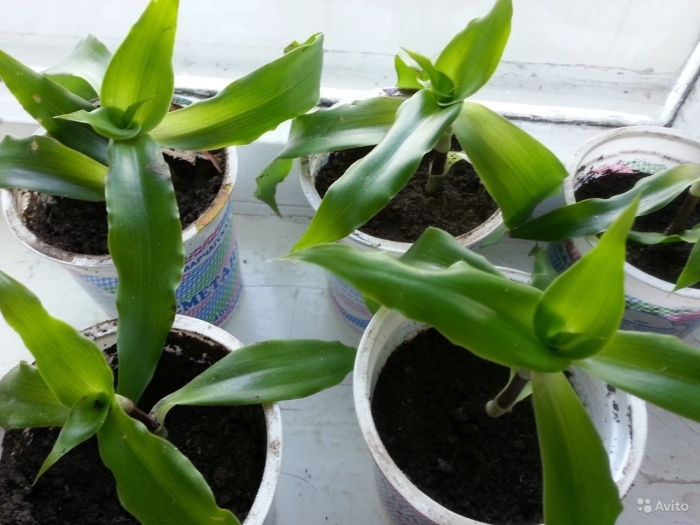 Каллизия золотой ус