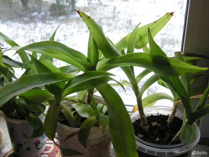 Каллизия душистая золотой ус