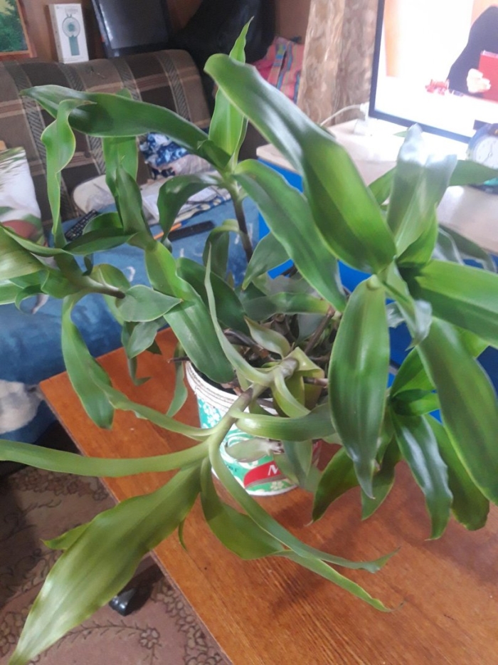 Каллизия душистая золотой ус