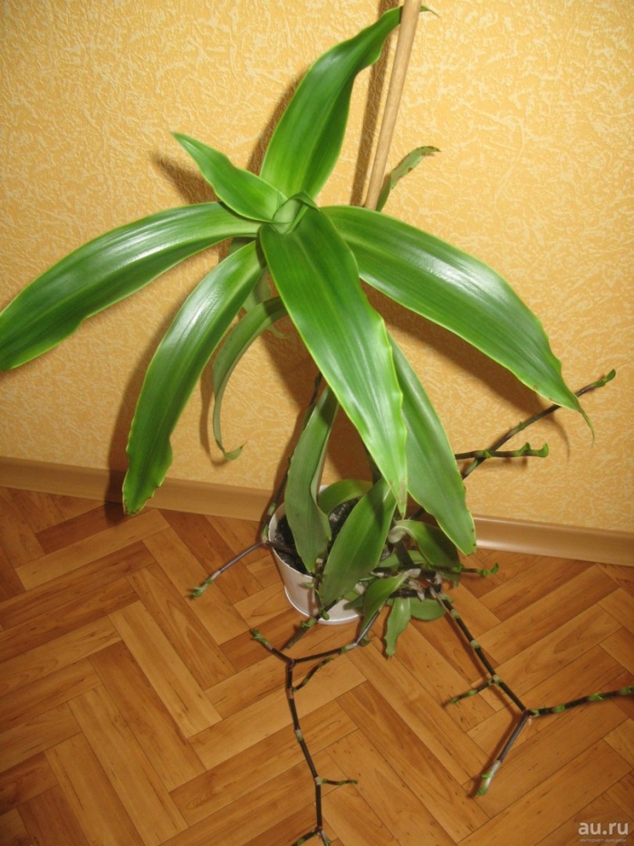 Каллизия золотой ус