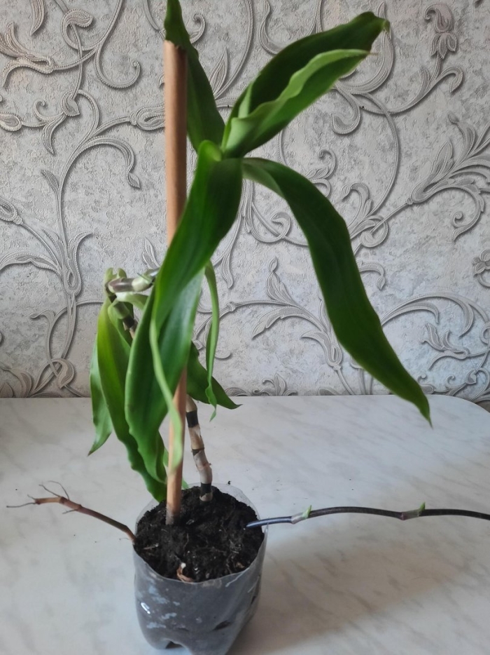 Каллизия душистая золотой ус