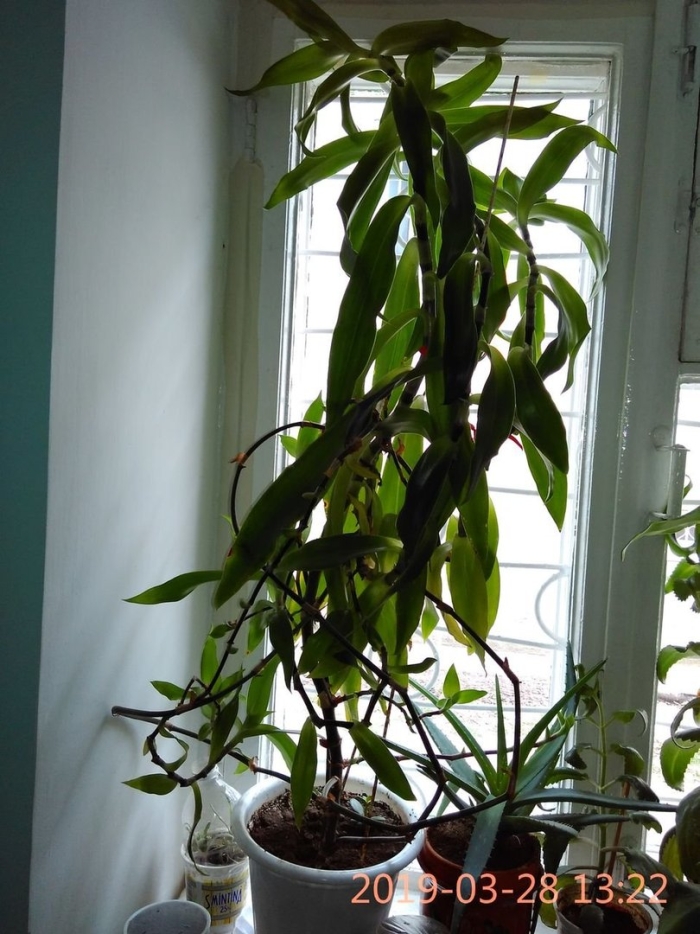 Каллизия душистая золотой ус