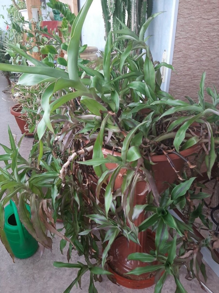 Каллизия душистая золотой ус