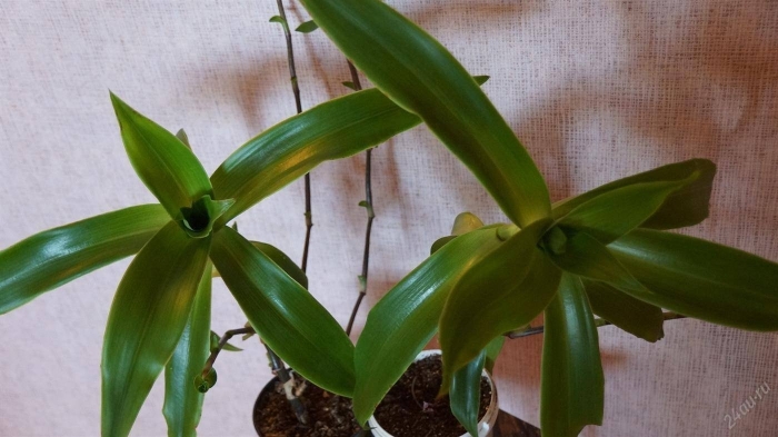 Каллизия душистая золотой ус