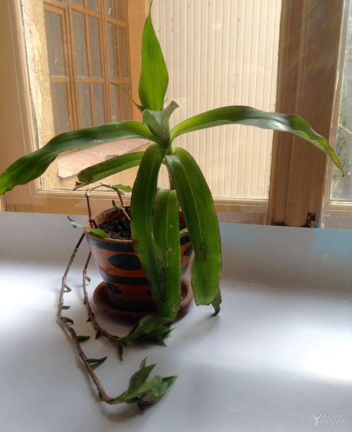 Каллизия душистая золотой ус