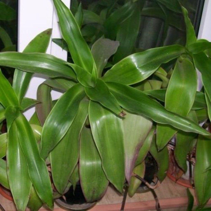 Каллизия душистая золотой ус