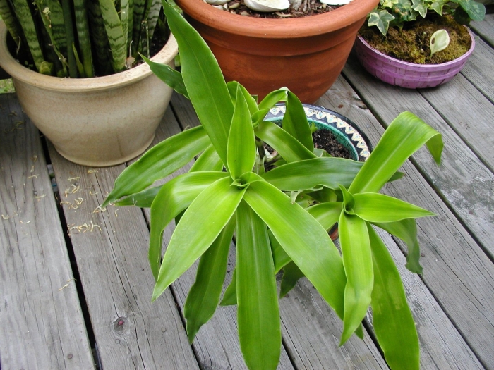 Каллизия душистая золотой ус