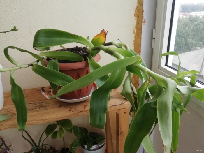 Цветок золотой ус