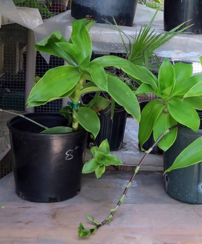 Каллизия золотой ус