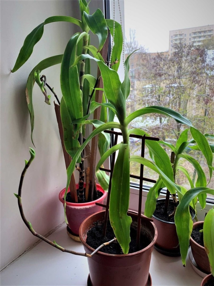 Золотой ус комнатное растение