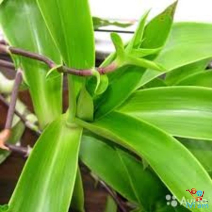 Каллизия душистая растение