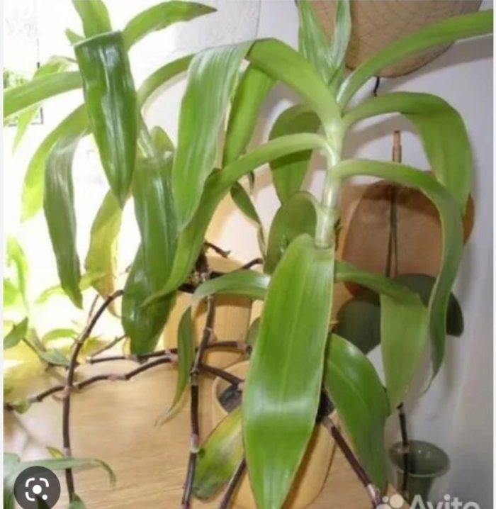 Каллизия душистая золотой ус