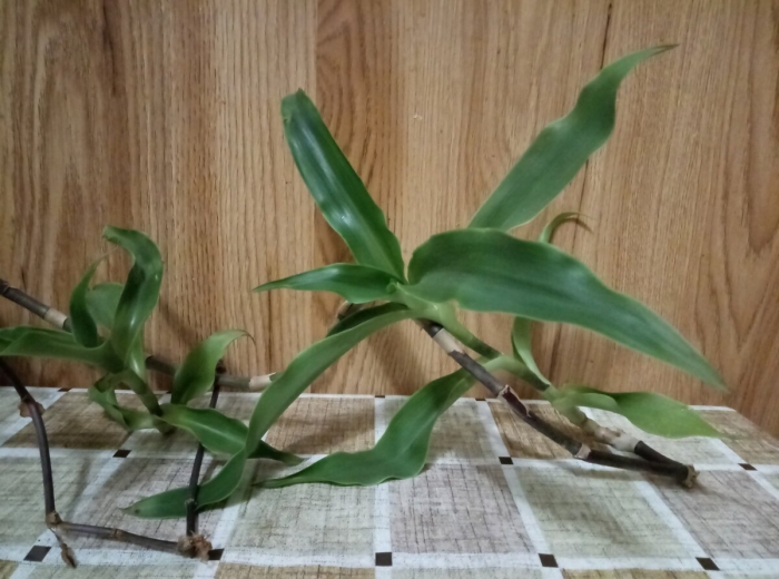 Каллизия душистая золотой ус