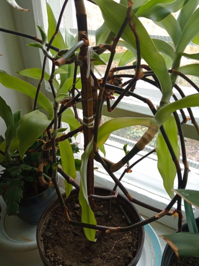 Цветок золотой ус