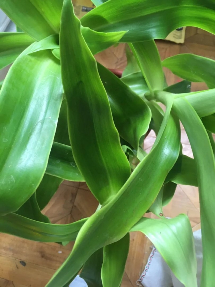 Растение золотой ус