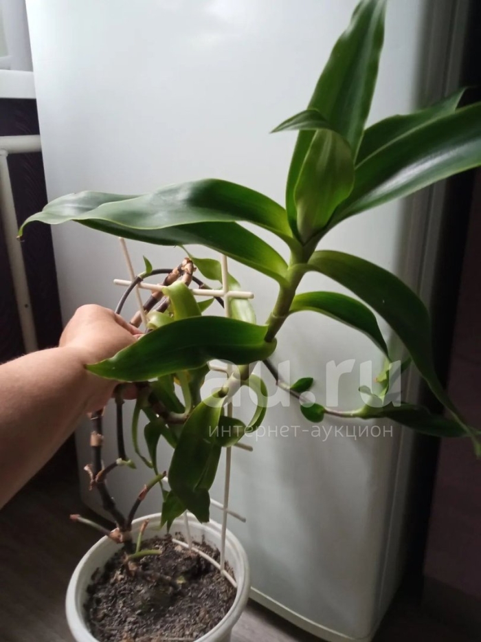 Каллизия душистая золотой ус