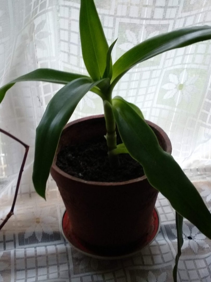 Каллизия душистая золотой ус