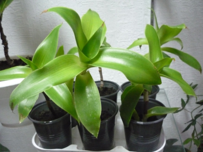 Каллизия душистая