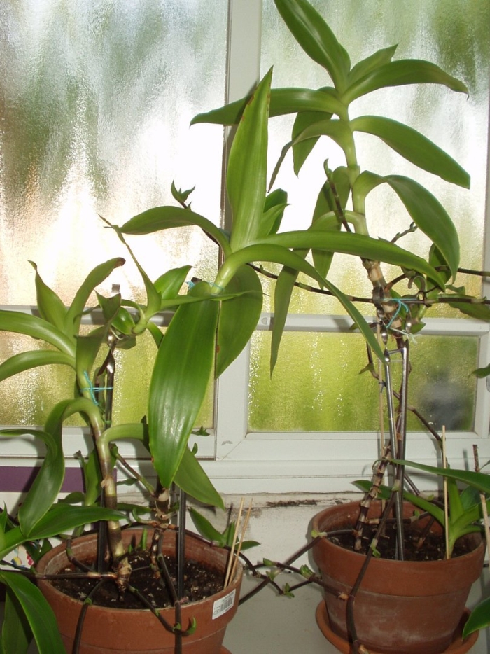 Золотой ус растение