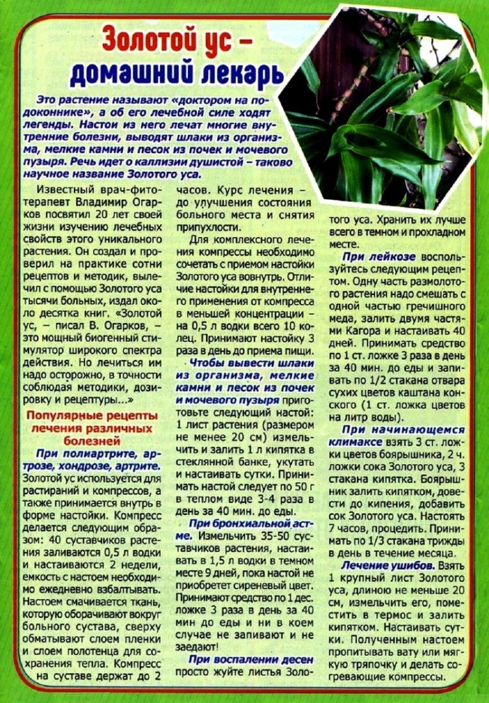 Золотой ус применение