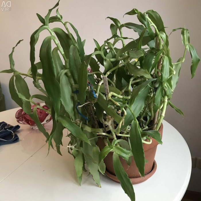 Рипсалис paradoxa