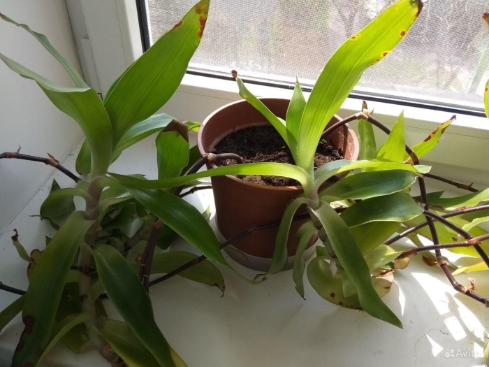 Золотой ус цветение