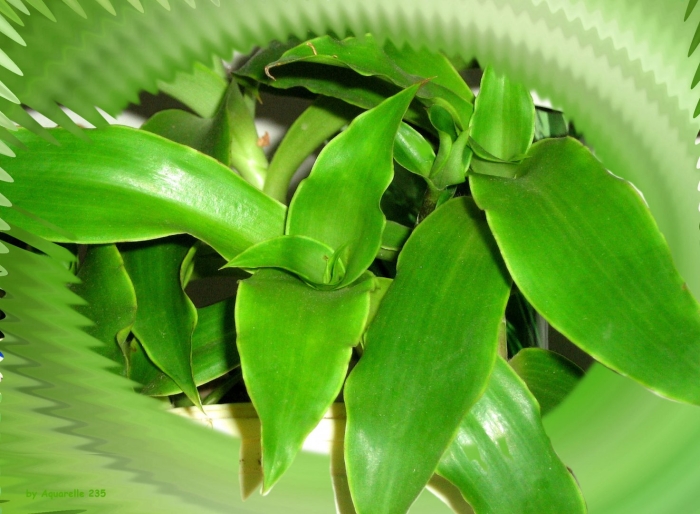 Каллизия душистая золотой ус