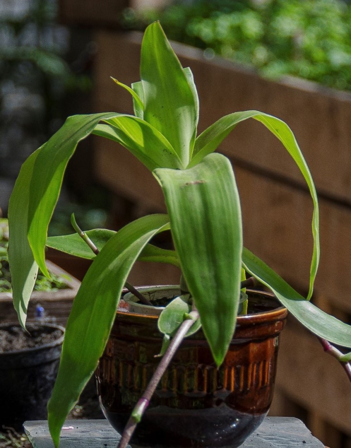 Каллизия душистая золотой ус