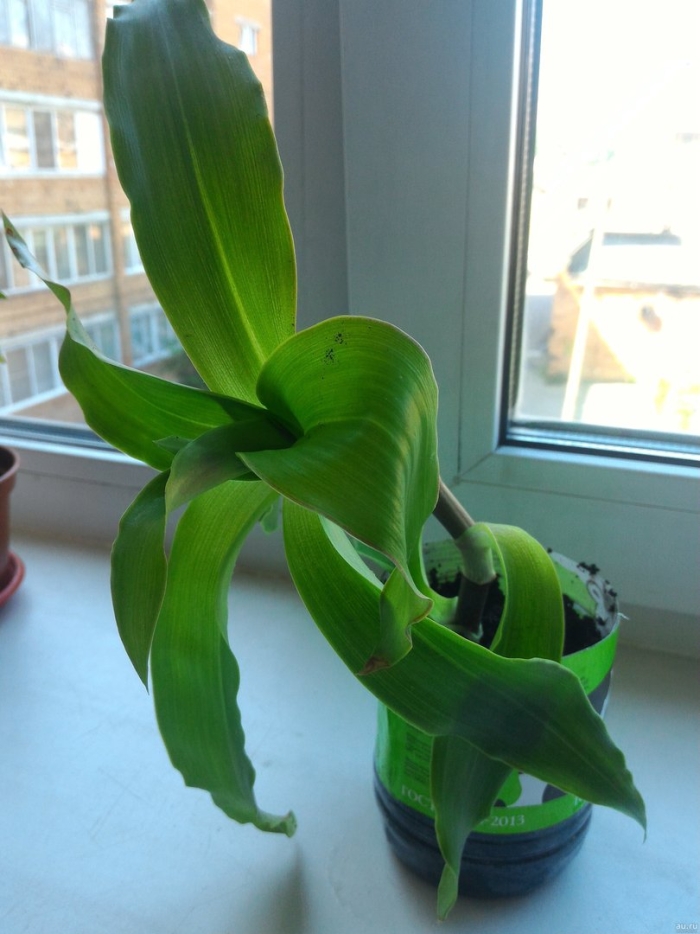 Каллизия душистая золотой ус