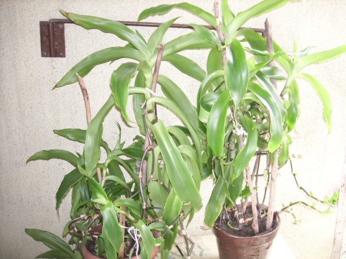 Каллизия душистая золотой ус