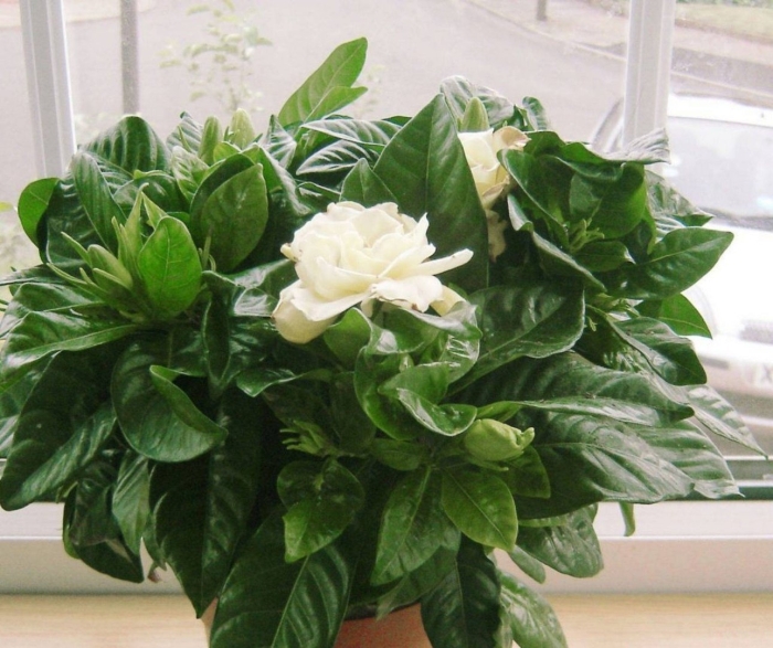 Гардения жасминовидная красная