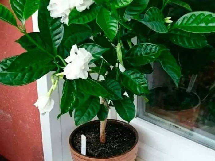 Табернемонтана дивариката махровая