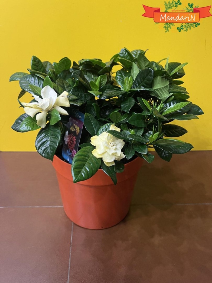 Гардения жасминовидная