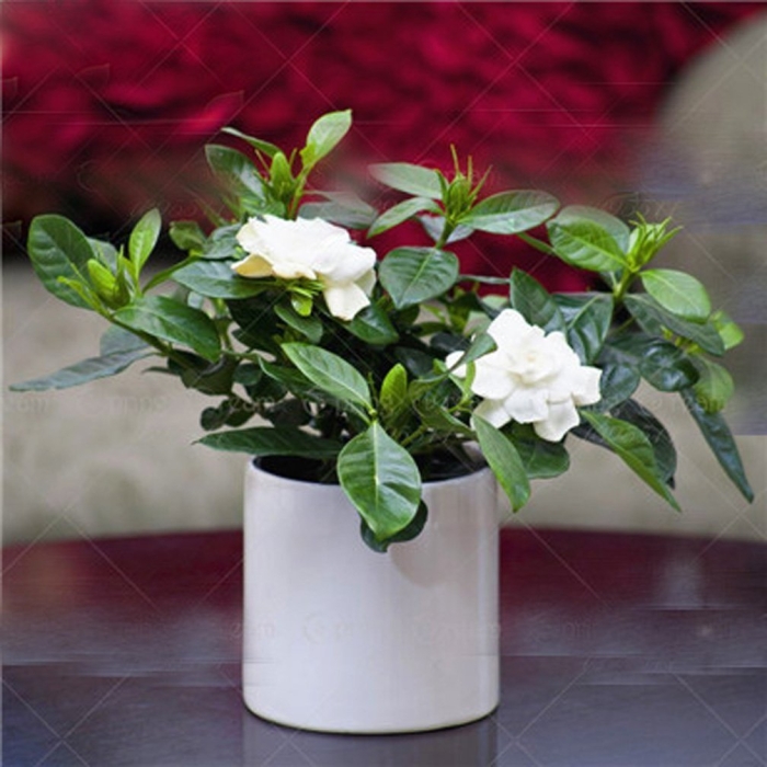 Цветок гардения жасминовидная