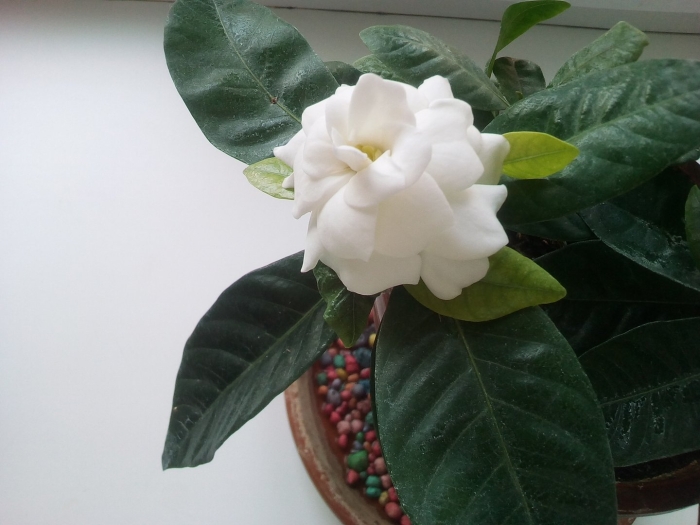 Гардения жасминовидная куст