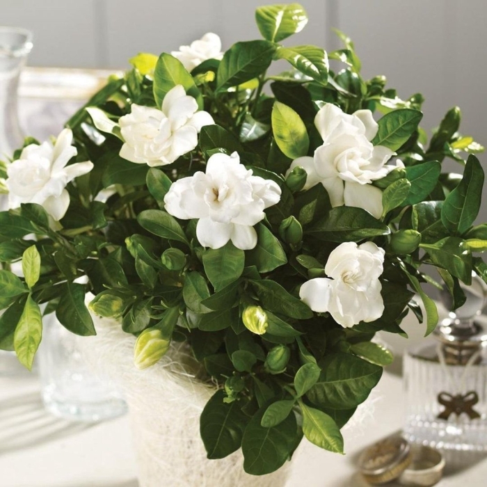 Цветок гардения