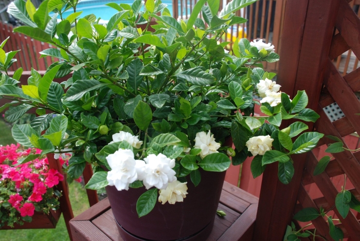 Гардения жасминовидная куст
