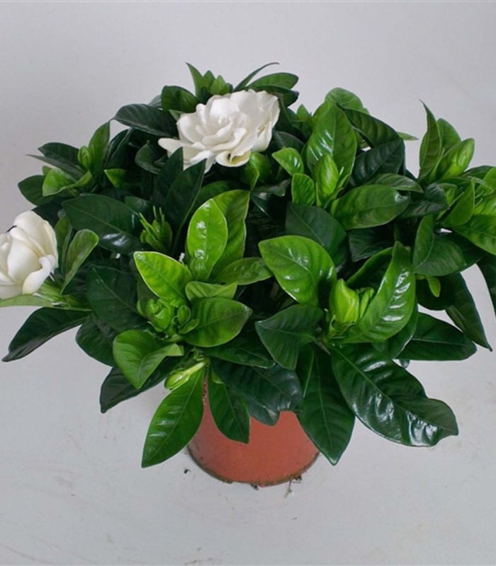 Гардения жасминовидная куст