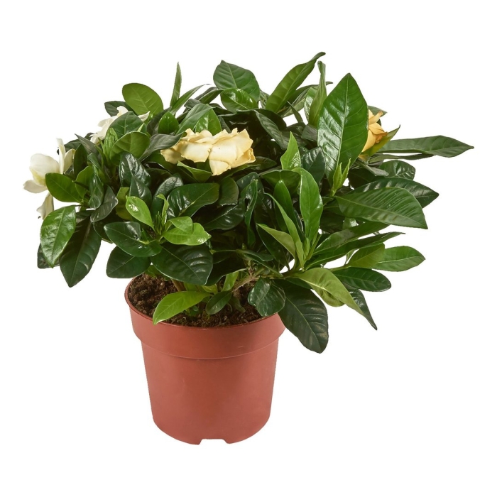 Гардения жасминовая