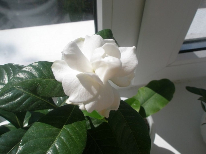 Гардения жасминовая