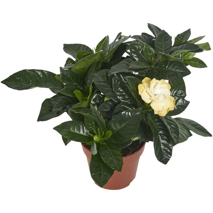 Гардения жасминовидная